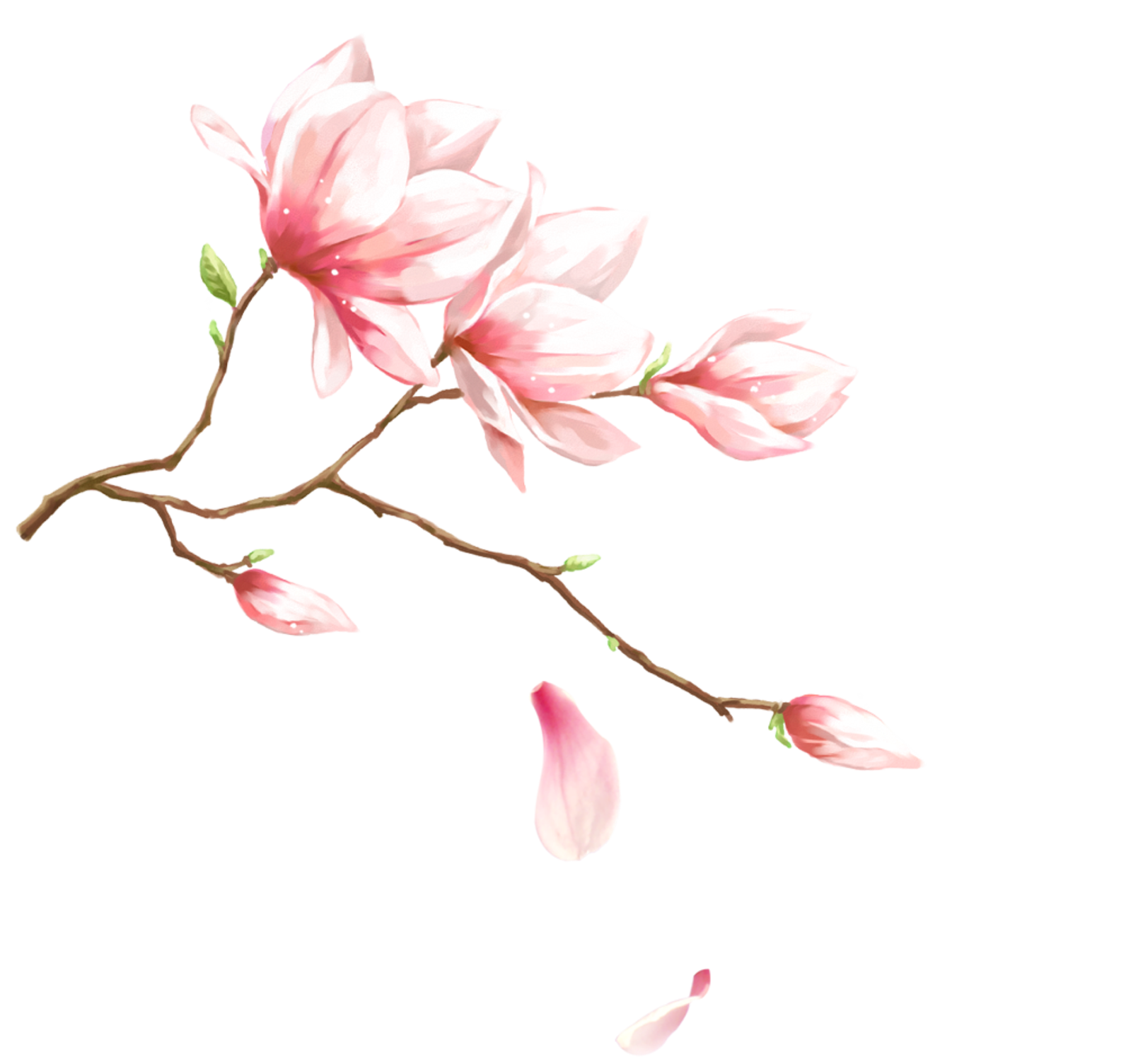 Magnolie